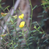 Crotalaria albida B.Heyne ex Roth